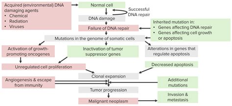 Overview of biological mechanisms of human carcinogens.